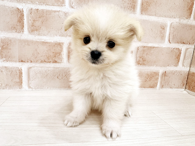 大阪府のポメマル/マルポメ(ポメラニアン×マルチーズ) (ペッツファースト北心斎橋店/2026年1月27日生まれ/女の子/アプリコット)の子犬の1枚目の画像