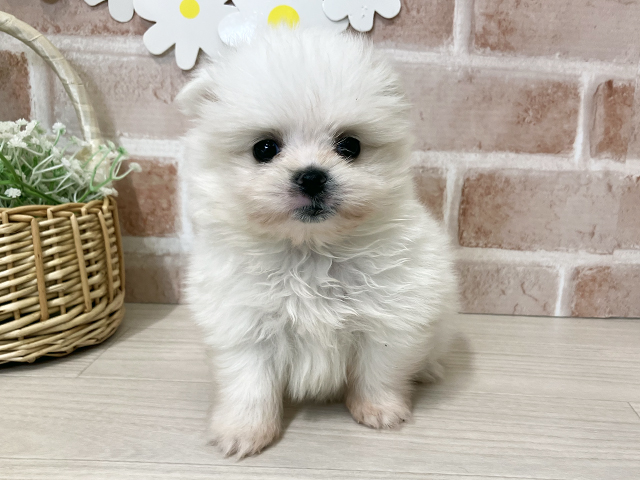 埼玉県のポメマル/マルポメ(ポメラニアン×マルチーズ) (ペッツファースト入間店/2026年1月27日生まれ/女の子/クリーム)の子犬の1枚目の画像