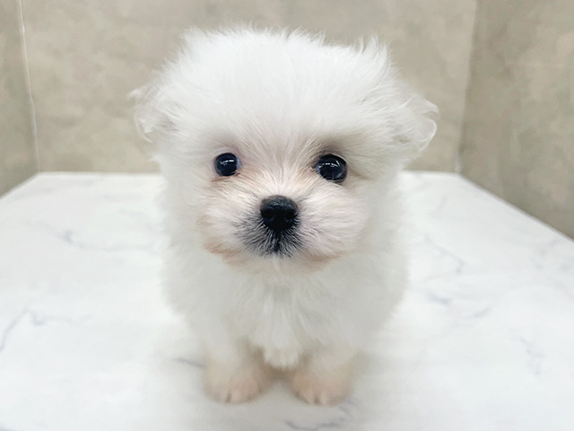 東京都のポメマル/マルポメ(ポメラニアン×マルチーズ) (ペッツファースト八王子多摩美大前店/2026年1月27日生まれ/女の子/クリーム)の子犬の1枚目の画像