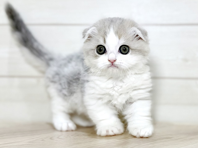 大阪府のマンチカン (ペッツファースト梅田店/2026年1月25日生まれ/女の子/ブルータビーホワイト)の子猫の1枚目の画像