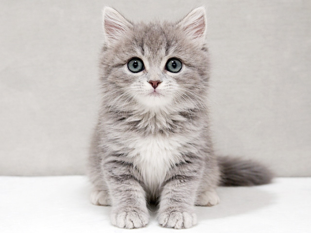 東京都のマンチカン (ペッツファースト中野店/2026年1月28日生まれ/男の子/ブルータビー)の子猫の1枚目の画像