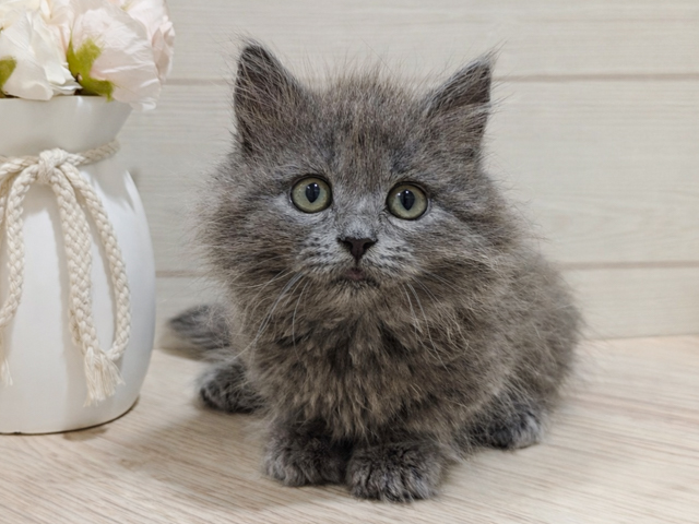 東京都のマンチカン (ペッツファースト吉祥寺本店/2026年1月28日生まれ/女の子/ブルー)の子猫の1枚目の画像