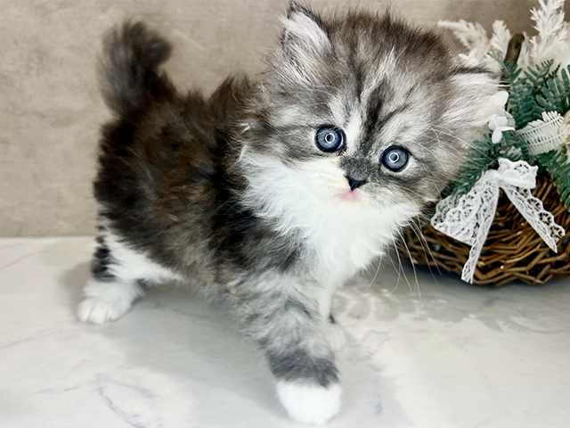 大阪府のスコティッシュフォールド (ペッツファースト茶屋町店/2026年1月27日生まれ/男の子/ブルーホワイト)の子猫