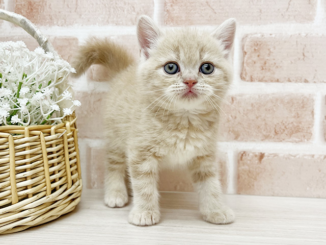 大阪府のブリティッシュショートヘアー (ペッツファースト茨木店/2026年1月24日生まれ/女の子/クリームタビー)の子猫の1枚目の画像