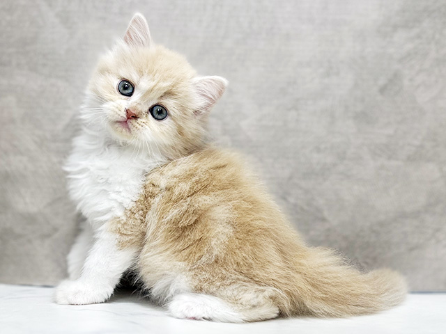 東京都のラガマフィン (ペッツファースト池袋店/2026年1月28日生まれ/女の子/クリームタビーホワイト)の子猫