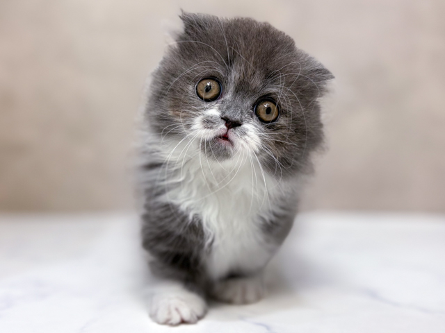 東京都のマンチカン (ペッツファーストららぽーと立川立飛店/2026年1月26日生まれ/女の子/ブルーホワイト)の子猫の1枚目の画像