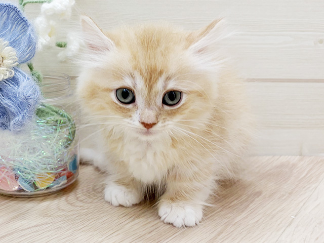 大阪府のマンチカン (ペッツファーストららぽーと門真店/2026年1月26日生まれ/男の子/クリームタビーホワイト)の子猫