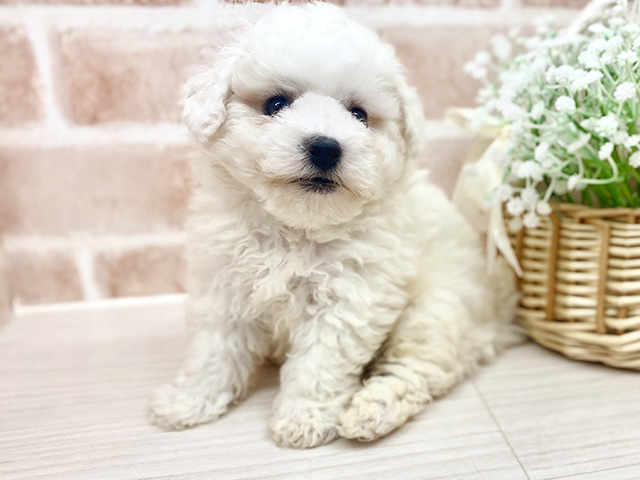 埼玉県のビションフリーゼ (ペッツファースト川越店/2026年1月28日生まれ/男の子/ホワイト)の子犬