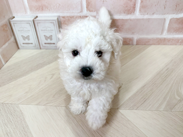 愛知県のビションフリーゼ (ペッツファースト長久手店/2026年1月28日生まれ/男の子/ホワイト)の子犬の1枚目の画像