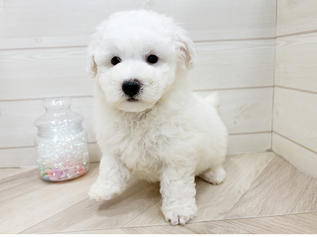 ビションフリーゼ