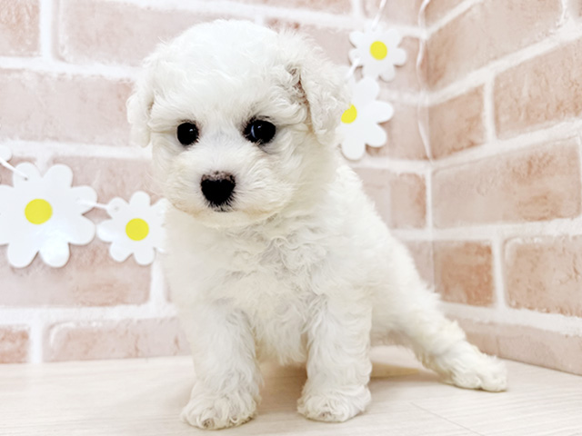 鹿児島県のビションフリーゼ (ペッツファースト鹿児島店/2026年1月28日生まれ/女の子/ホワイト)の子犬の1枚目の画像