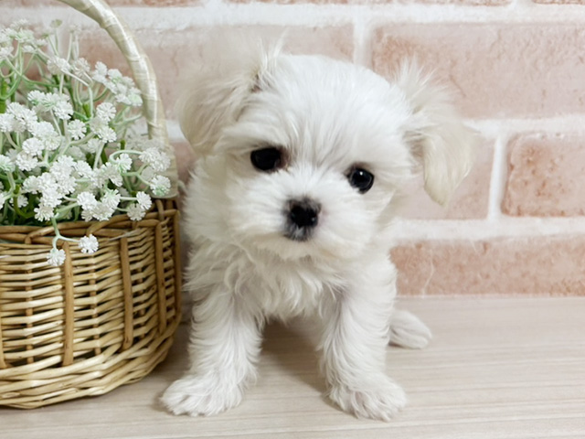 広島県のマルチーズ (ペッツファースト広島本通店/2026年1月28日生まれ/女の子/ホワイト)の子犬