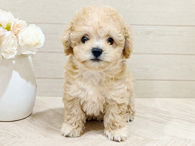 東京都のビションプー(ビションフリーゼ×プードル) (ペッツファースト吉祥寺本店/2026年1月28日生まれ/男の子/アプリコット)の子犬の1枚目の画像