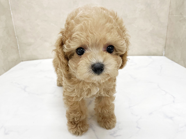 ビションフリーゼミックス