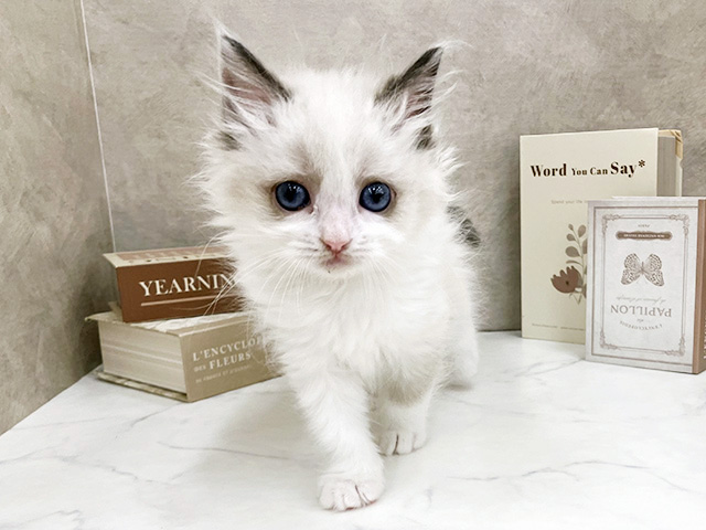 奈良県のラグドール (ペッツファースト橿原店/2026年1月28日生まれ/女の子/シールポイントバイカラー)の子猫の1枚目の画像
