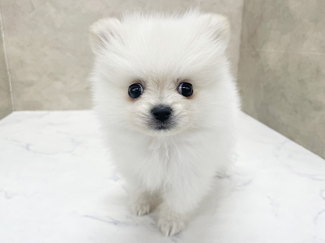 東京都のポメラニアン (ペッツファースト八王子多摩美大前店/2026年1月27日生まれ/男の子/クリーム)の子犬の1枚目の画像