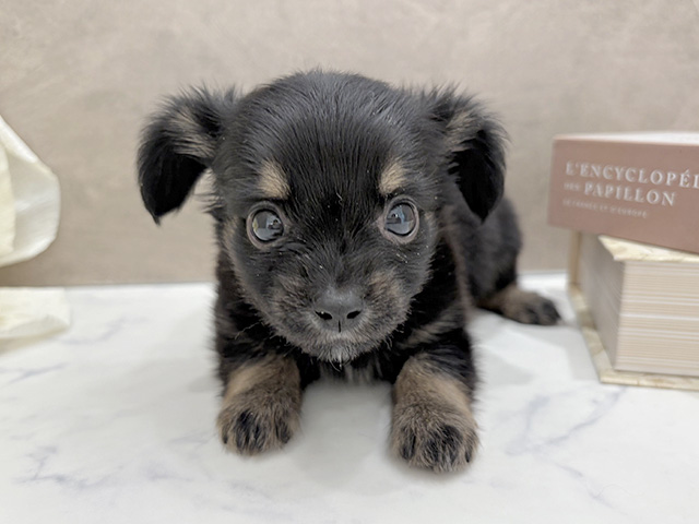 東京都のチワックス(チワワ×ダックス) (ペッツファースト代官山店/2026年1月28日生まれ/男の子/ブラックタン)の子犬の1枚目の画像