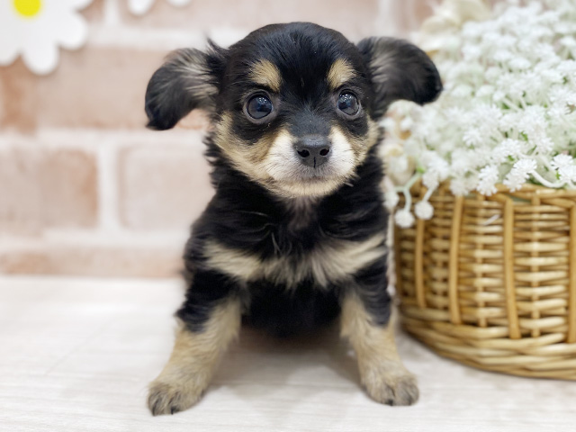 福岡県のチワックス(チワワ×ダックス) (ペッツファースト筑紫野店/2026年1月28日生まれ/男の子/ブラッククリーム)の子犬の1枚目の画像