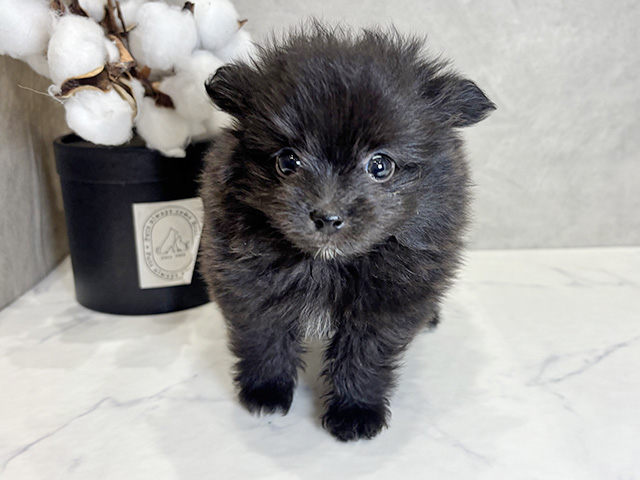 愛知県のポメプー(ポメラニアン×プードル) (ペッツファースト名古屋栄店/2026年1月28日生まれ/女の子/ブラック)の子犬