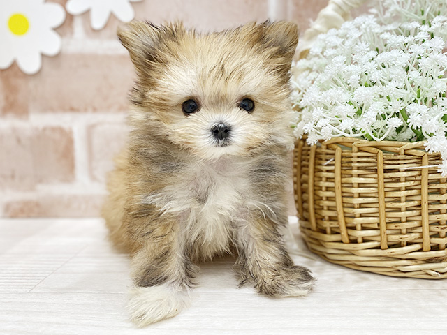 ヨークシャーテリアミックス