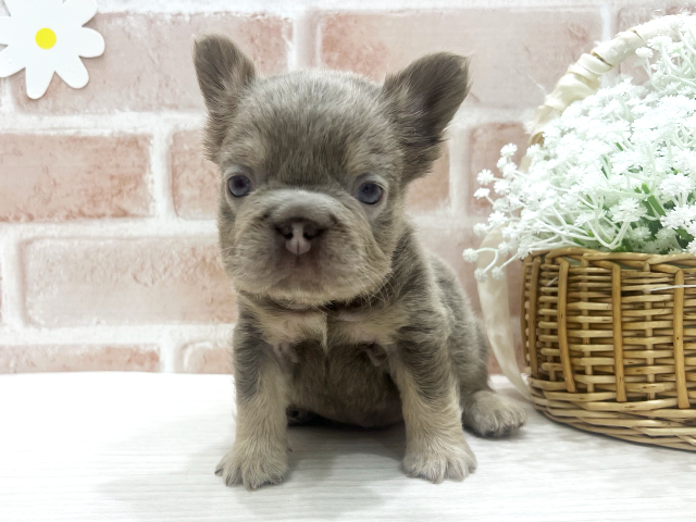 福岡県のフレンチブルドッグ (ペッツファースト筑紫野店/2026年1月27日生まれ/女の子/イザベラタン)の子犬