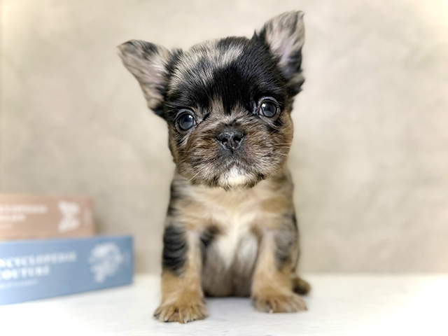 大阪府のフレンチブルドッグ (ペッツファースト心斎橋本店/2026年1月27日生まれ/男の子/ブルーマールタン)の子犬の1枚目の画像