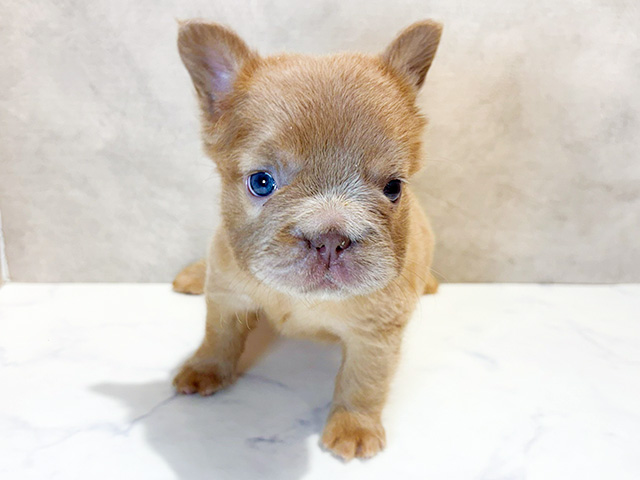東京都のフレンチブルドッグ (ペッツファースト原宿店/2026年1月20日生まれ/女の子/イザベラ)の子犬の1枚目の画像