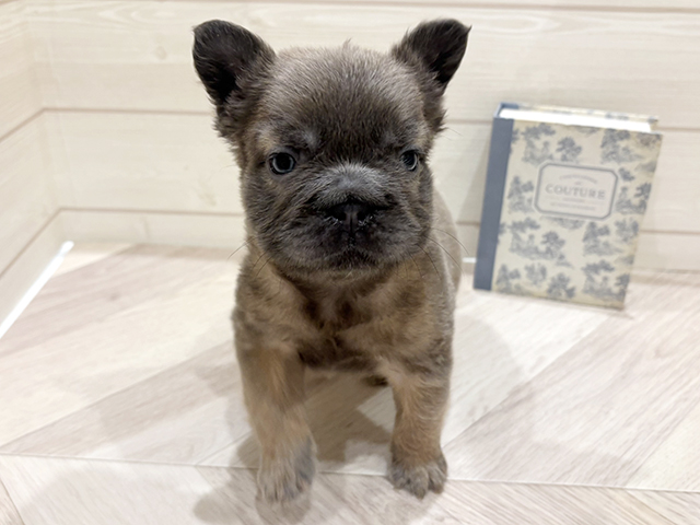 愛知県のフレンチブルドッグ (ペッツファースト岡崎店/2026年1月20日生まれ/男の子/イザベラフォーン)の子犬の1枚目の画像