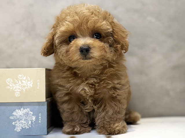 埼玉県のトイプードル(ティーカップ) (ペッツファースト川口店/2026年1月28日生まれ/女の子/レッド)の子犬