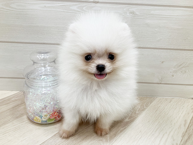 埼玉県のポメラニアン (ペッツファーストふじみ野店/2026年1月27日生まれ/男の子/ホワイト)の子犬