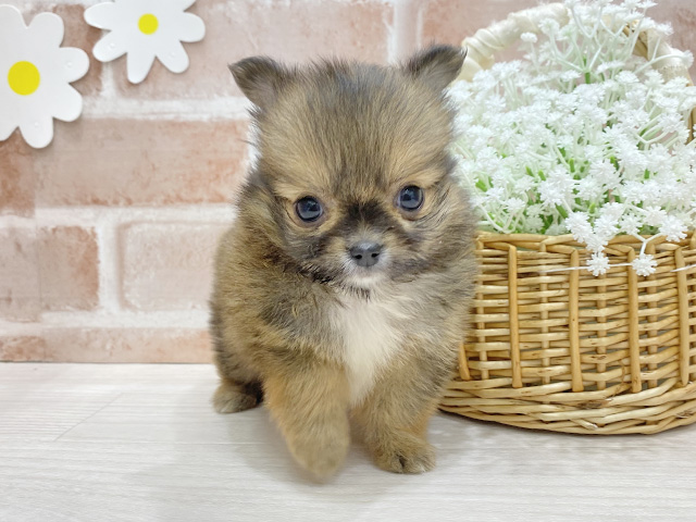 福岡県のポメチワ/チワポメ/ポメチー(ポメラニアン×チワワ) (ペッツファースト筑紫野店/2026年1月25日生まれ/女の子/レッドフォーン)の子犬の1枚目の画像