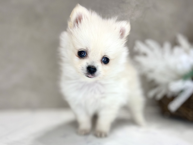 大阪府のポメチワ/チワポメ/ポメチー(ポメラニアン×チワワ) (ペッツファースト茶屋町店/2026年1月28日生まれ/男の子/クリーム)の子犬