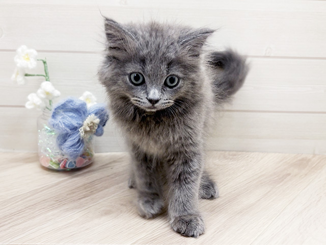 大阪府のサイベリアン (ペッツファーストららぽーと門真店/2026年1月23日生まれ/男の子/ブルー)の子猫の1枚目の画像