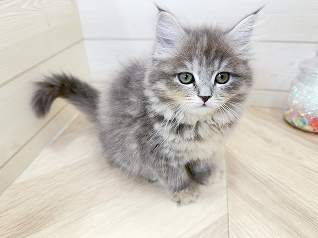 広島県のサイベリアン (ペッツファースト広島府中店/2026年1月29日生まれ/女の子/ブルーパッチドタビー)の子猫の1枚目の画像
