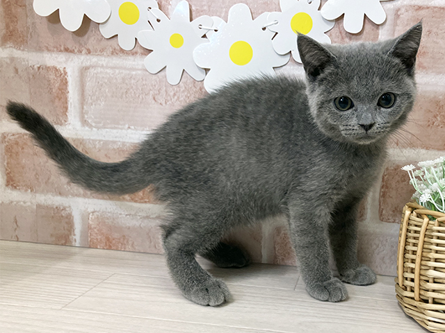 シャルトリュー, 性別 女の子, 誕生日 2026/01/29, 毛色 ブルー, 出身 埼玉県, 店舗 入間店(埼玉県), お問い合わせ番号 2511438