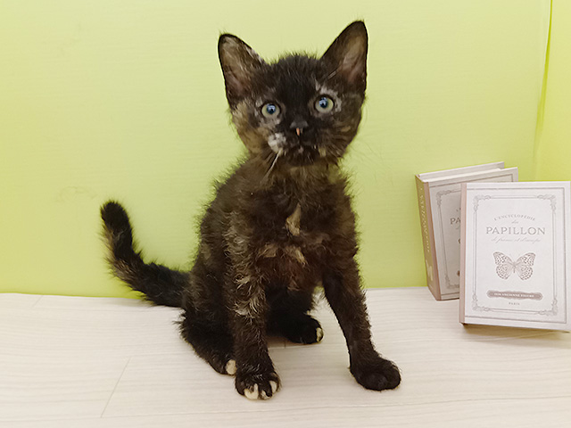 2026年1月29日生まれのセルカークレックス