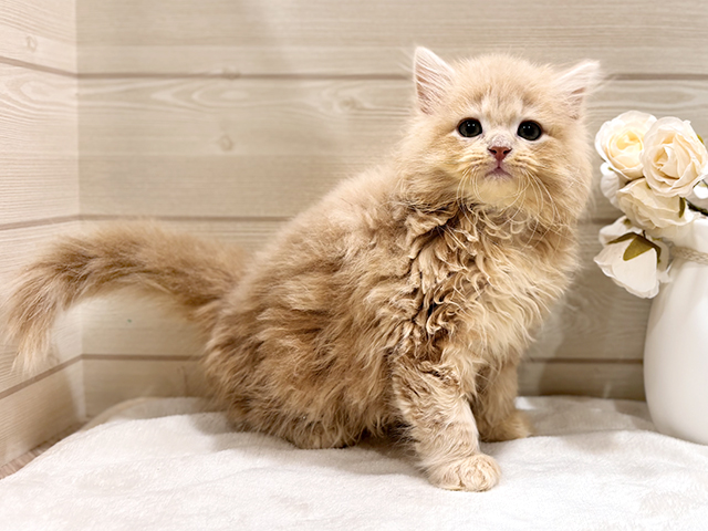 東京都のサイベリアン (ペッツファースト吉祥寺本店/2026年1月23日生まれ/男の子/クリームタビー)の子猫の1枚目の画像