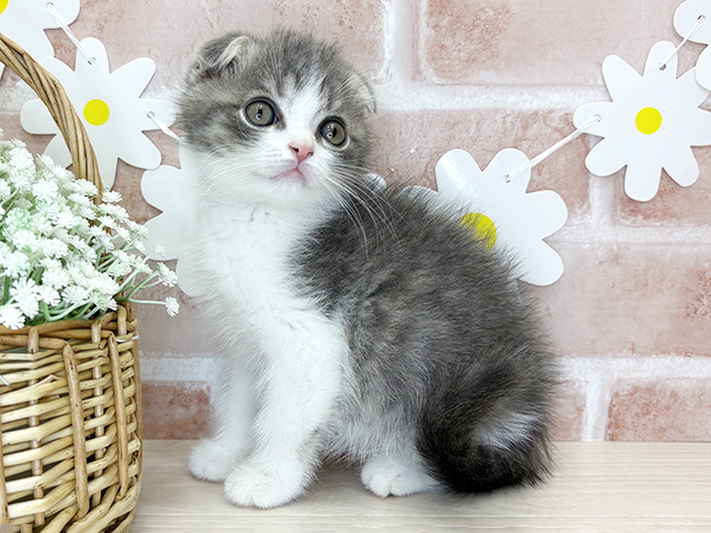 鹿児島県のスコティッシュフォールド (ペッツファースト鹿児島店/2026年1月29日生まれ/男の子/ブルータビーホワイト)の子猫の1枚目の画像