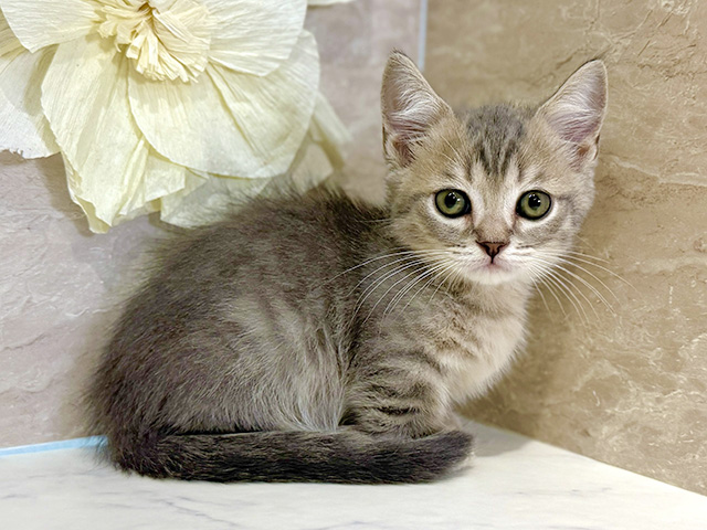 東京都のマンチカン (ペッツファースト下北沢店/2026年1月29日生まれ/男の子/ブルータビー)の子猫の1枚目の画像