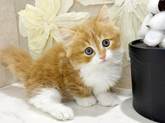 兵庫県のマンチカン (ペッツファースト神戸三宮センター街店/2026年1月29日生まれ/男の子/レッドタビーホワイト)の子猫の1枚目の画像