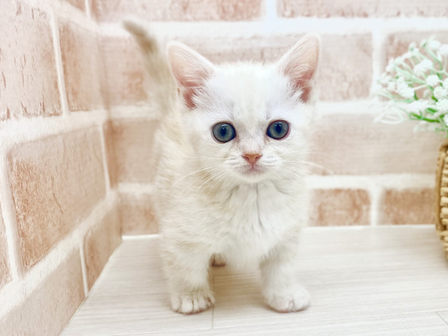 埼玉県のマンチカン (ペッツファースト川越店/2026年1月29日生まれ/女の子/カメオタビー)の子猫