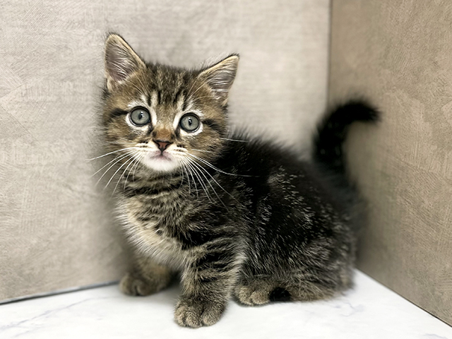 東京都のマンチカン (ペッツファースト池袋店/2026年1月29日生まれ/男の子/ブラウンタビー)の子猫