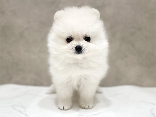 千葉県のポメラニアン (ペッツファーストららぽーとTOKYO-BAY店/2026年1月29日生まれ/女の子/ホワイト)の子犬