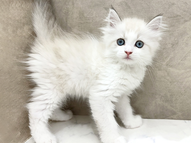 京都府のネヴァマスカレード (ペッツファースト京都四条河原町店/2026年1月29日生まれ/男の子/ブルーリンクスポイント)の子猫の1枚目の画像