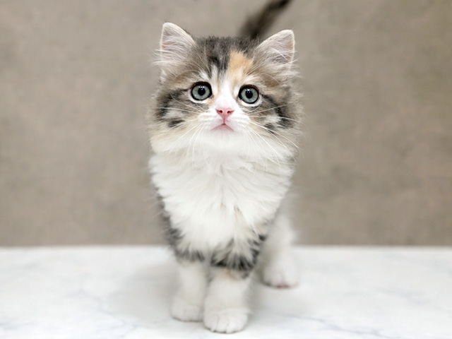 千葉県のサイベリアン (ペッツファーストららぽーとTOKYO-BAY店/2026年1月29日生まれ/女の子/ダイリュートキャリコ)の子猫の1枚目の画像