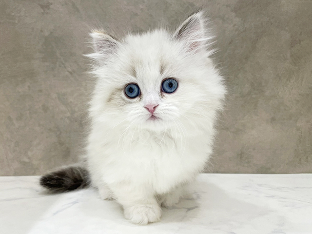 京都府のマンチカン (ペッツファースト京都四条河原町店/2026年1月29日生まれ/女の子/ブルートーティポイントバイカラー)の子猫の1枚目の画像