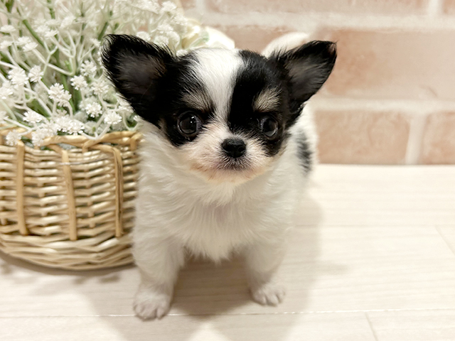 東京都のチワワ(ロング) (ペッツファースト町田店/2026年1月29日生まれ/男の子/トライカラー)の子犬の1枚目の画像