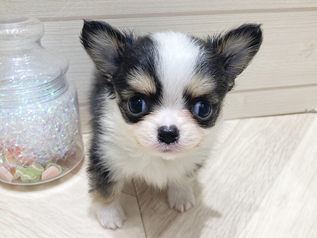 チワワ
