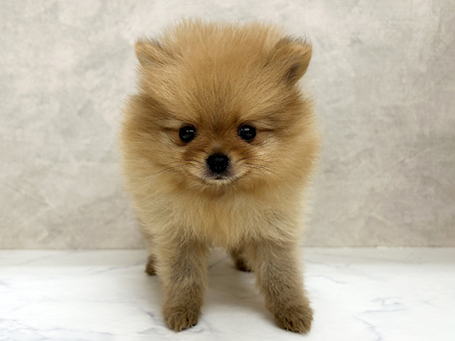 埼玉県のポメラニアン (ペッツファースト岩槻店/2026年1月29日生まれ/男の子/オレンジ)の子犬の1枚目の画像