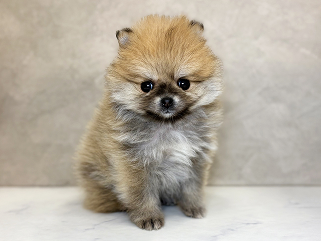 埼玉県のポメラニアン (ペッツファーストPETEMOレイクタウンmori店/2026年1月29日生まれ/女の子/オレンジ)の子犬の1枚目の画像